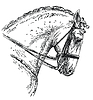 Vector clipart: Andalusian horse hand drawing