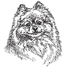 Small Pomeranian hand drawing