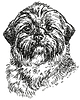 Shih Tzu hand drawing