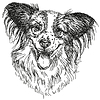 Papillon portrait hand drawing