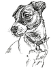 Vector clipart: Jack Russel terrier