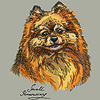 Small Pomeranian hand drawing in color