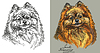 Vector clipart: Small Pomeranian in color and black and white