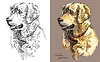 Golden retriever in color and black and white