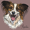 Papillon in color