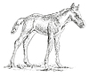Vector clipart: Foal hand drawing