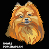 Colored Small Pomeranian