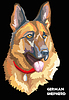 Colorful German shepherd hand drawing