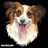 Vector clipart: Papillon in color