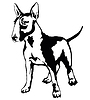 Decorative standing portrait of dog Bull terrier,