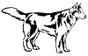 Decorative standing portrait of dog Siberian