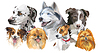 Vector clipart: Different dog breeds set