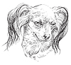 Russian long-haired toy Terrier hand drawing