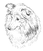 Sheltie hand drawing portrait