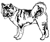 Decorative standing portrait of American akita