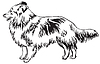 Декоративный портрет собаки Sheltie