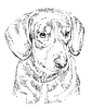 Entlebucher Mountain Dog hand drawing portrait