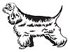 Decorative standing portrait of American Cocker