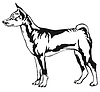 Decorative standing portrait of Basenji