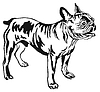 Decorative standing portrait of French Bulldog