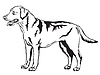 Decorative standing portrait of Labrador Retriever