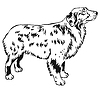 Decorative standing portrait of dog Australian