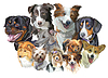 Vector clipart: Different dog breeds
