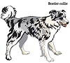Border collie