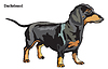 Vector clipart: Dachshund