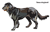 Vector clipart: Dog (shepherd)