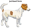 Jack Russell terrier