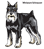 Vector clipart: Miniature Schnauzer