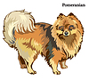 Vector clipart: Pomeranian