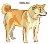 Vector clipart: Shiba Inu