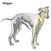 Vector clipart: Whippet
