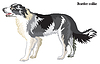 Border collie