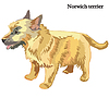 Vector clipart: Norwich terrier