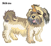 Shih tzu