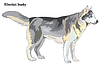 Vector clipart: Siberian husky
