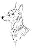 Miniature Pinscher hand drawing portrait