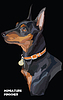 Miniature Pinscher colorful portrait