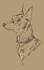 Monochrome Miniature Pinscher hand drawing portrait