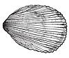 Hand drawing seashell-