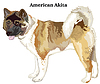 Colored decorative standing portrait of american