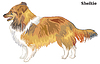Colored decorative standing portrait of Sheltie