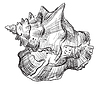 ID 6523549 | Hand drawing seashell-13 | Stock Vector Graphics ID 6523549 | Hand drawing seashell-13 | Stock Vector Graphics | CLIPARTO