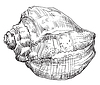 Векторный клипарт: Ручной рисунок морской раковины-14