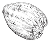 Векторный клипарт: Ручной рисунок морской раковины-20