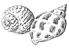 Vector clipart: Hand drawing seashell-21