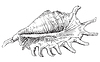 Vector clipart: Hand drawing seashell-22
